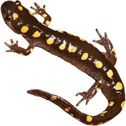 Spotted Salamander